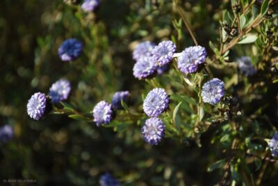 Globularia alypum, planta mediterránea para jardines de bajo mantenimiento que florece en invierno