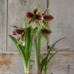 Hippeastrum en otoño y en casa: cuidados y consejos