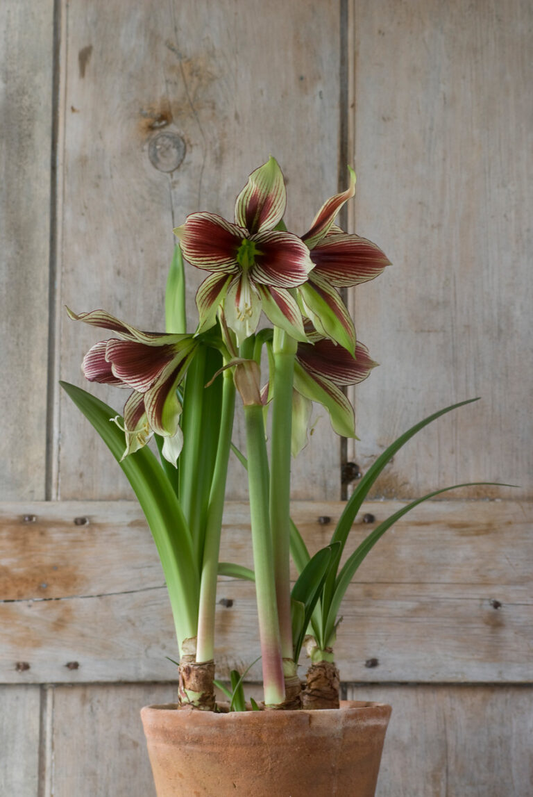 Hippeastrum en otoño y en casa: cuidados y consejos