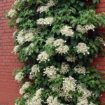 Hortensia trepadora (Hydrangea petiolaris) en tu jardín