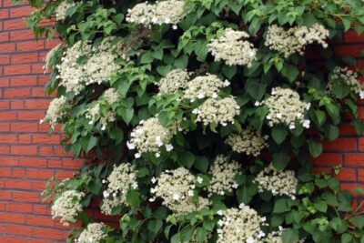Hortensia trepadora (Hydrangea petiolaris) en tu jardín