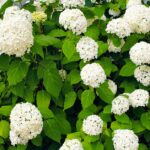 Hydrangea arborescens, cultivo y variedades