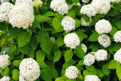 Hydrangea arborescens, cultivo y variedades