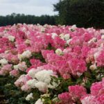 Hydrangea paniculata: algunos datos sobre su origen, cultivo y variedades