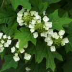 Hydrangea quercifolia, hortensia de hoja de roble para las cuatro estaciones