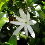 Jasminum multipartitum: cuidados y características