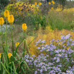 Kniphofia, un género de plantas con tallos florales que aportan estructura vertical y color al jardín