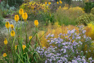 Kniphofia, un género de plantas con tallos florales que aportan estructura vertical y color al jardín