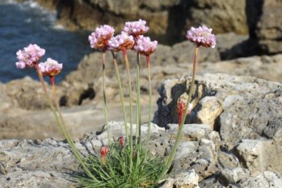 La hierba ‘de namorar’ o ‘namoreira’ en Galicia