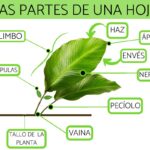 Las hojas de la Tradescantia spathacea: características y cuidados