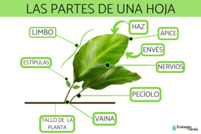 Las hojas de la Tradescantia spathacea: características y cuidados