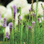 Liatris spicata, vistosas espigas de flores que atraen abejas y mariposas