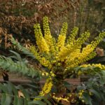 Mahonia, esplendor en el jardín de invierno