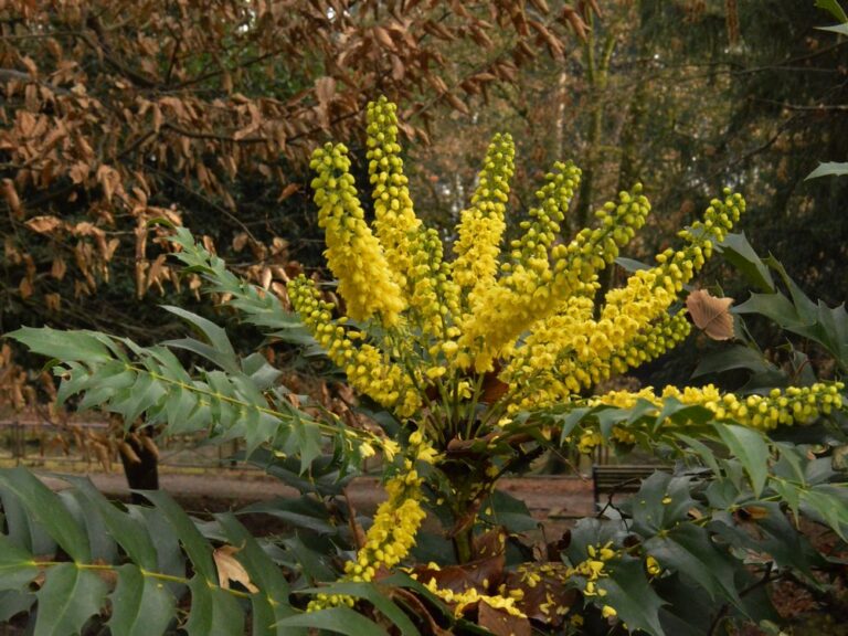 Mahonia, esplendor en el jardín de invierno