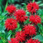 Monarda, plantas con flores estivales que atraen polinizadores