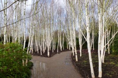 Oda a los abedules y a sus distintivas cortezas