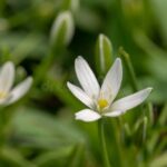 Ornithogalum, estrellas de Belén que florecen en primavera
