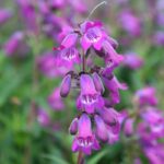 Penstemon, coloridas flores en borduras y jardinería de bajo mantenimiento