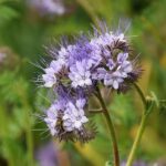 Phacelia tanacetifolia, cinco meses de flores para las abejas