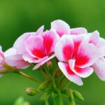 Plantas que florecen en verano para tu jardín