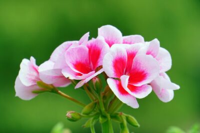 Plantas que florecen en verano para tu jardín