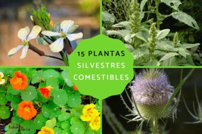 Plantas silvestres: características y usos