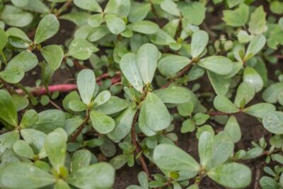 Portulaca oleracea (verdolaga) vs Portulaca umbraticola: diferencias y cuidados