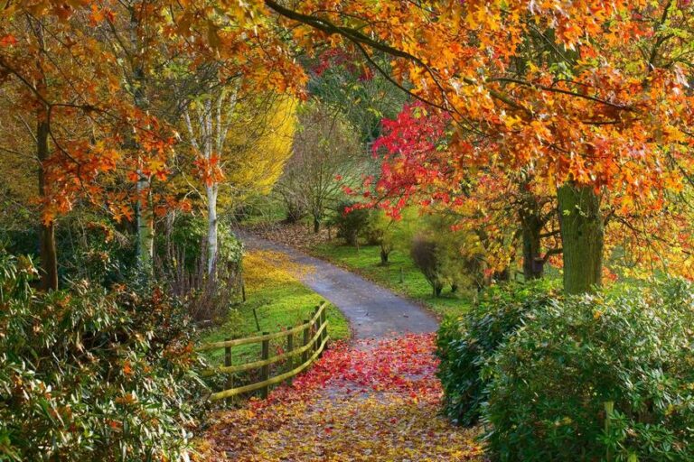 Qué es un arboreto (arboretum)