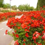 Rosa ‘La Sevillana’, el rosal paisajístico más vendido en Europa