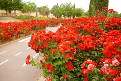 Rosa ‘La Sevillana’, el rosal paisajístico más vendido en Europa