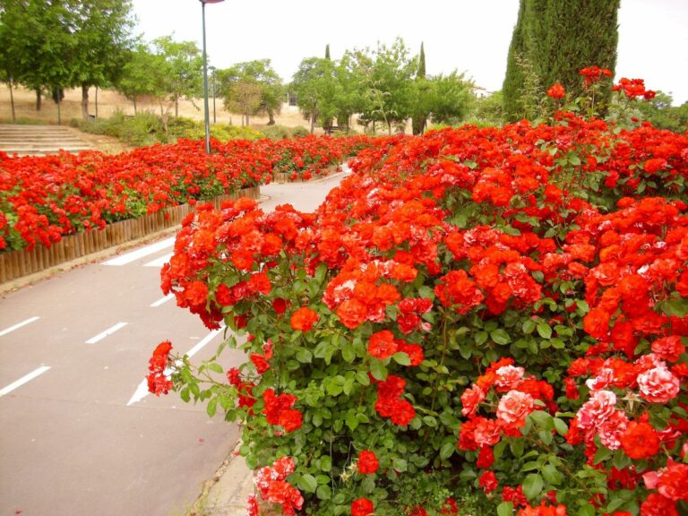 Rosa ‘La Sevillana’, el rosal paisajístico más vendido en Europa