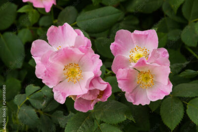 Rosas silvestres e híbridos: flores sencillas que atraen polinizadores