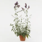 Salvia canariensis ‘Lancelot’, una planta tolerante a la sequía con flores que atraen miradas y polinizadores