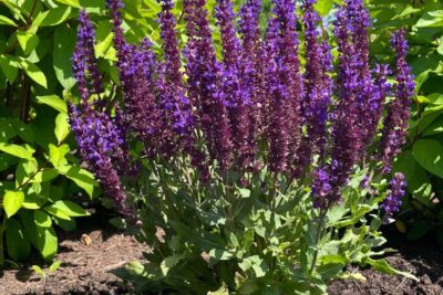 Salvia nemorosa, cultivo e híbridos de jardín: guía completa