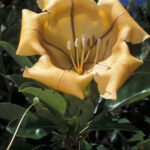 Solandra maxima: y yo más en el jardín