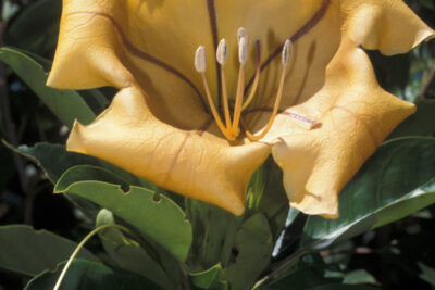 Solandra maxima: y yo más en el jardín