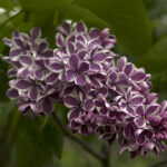 Syringa: las lilas o lilos deben volver al jardín