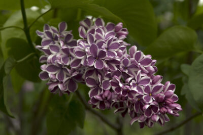 Syringa: las lilas o lilos deben volver al jardín