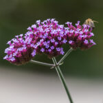Verbena bonariensis, la verbena alta que triunfa en compañía de otras plantas