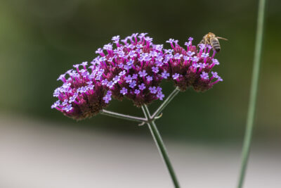 Verbena bonariensis, la verbena alta que triunfa en compañía de otras plantas