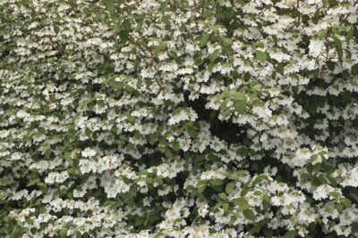 Viburnum plicatum ‘Kilimanjaro Sunrise’. Planta del Año en Chelsea