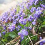 Violetas en el jardín. Viola odorata: guía de cultivo y cuidado