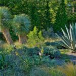 Yucca rostrata, plantas tolerantes a la sequía que aportan estructura y acento vertical al jardín