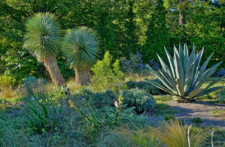 Yucca rostrata, plantas tolerantes a la sequía que aportan estructura y acento vertical al jardín