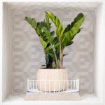 Zamioculcas zamiifolia: mitos y verdades sobre su fácil cultivo en interiores
